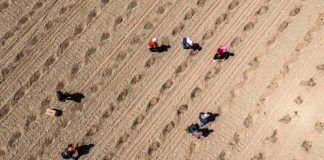 Cina: le gemme verdi del Gobi, le angurie di Xisha coltivate a Zhongwei (2)