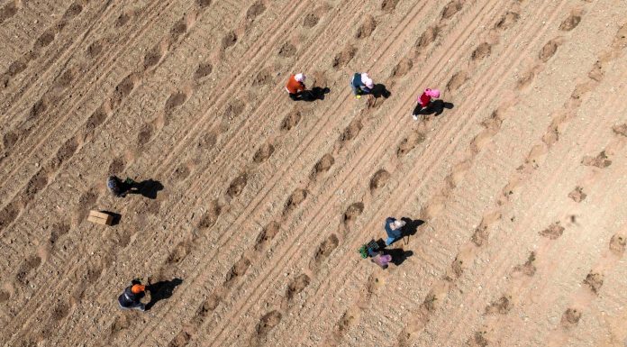Cina: le gemme verdi del Gobi, le angurie di Xisha coltivate a Zhongwei (2)