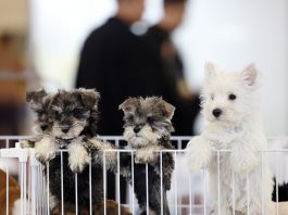 Cina: Xiamen Airlines inaugura trasporto di animali domestici in cabina su voli nazionali