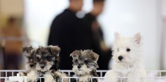 Cina: Xiamen Airlines inaugura trasporto di animali domestici in cabina su voli nazionali