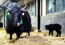 Cina: ottenute nascite su larga scala di yak clonati (2)