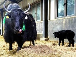 Cina: ottenute nascite su larga scala di yak clonati (2)