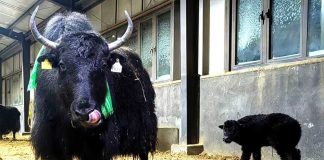 Cina: ottenute nascite su larga scala di yak clonati (2)