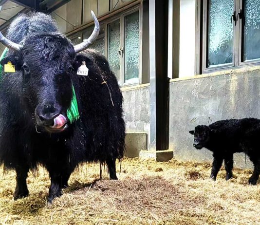 Cina: ottenute nascite su larga scala di yak clonati (2)