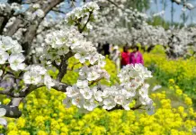 Cina: turisti in visita a Zhoujiazhuang per la fioritura dei peri (2)