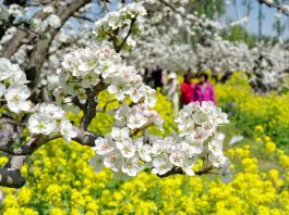 Cina: turisti in visita a Zhoujiazhuang per la fioritura dei peri (2)