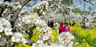 Cina: turisti in visita a Zhoujiazhuang per la fioritura dei peri (2)