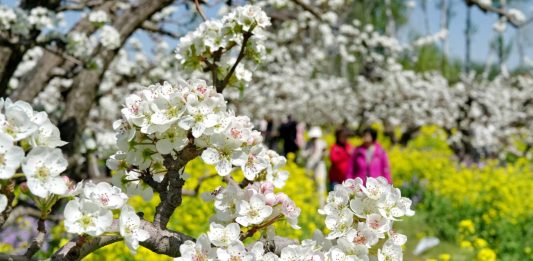 Cina: turisti in visita a Zhoujiazhuang per la fioritura dei peri (2)