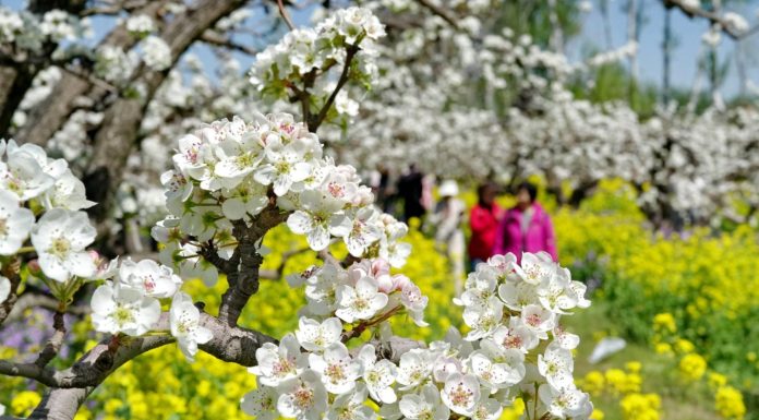 Cina: turisti in visita a Zhoujiazhuang per la fioritura dei peri (2)
