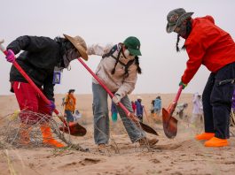 Cina: volontari piantano alberi per contrastare la desertificazione (2)