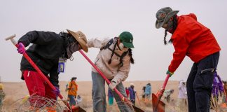 Cina: volontari piantano alberi per contrastare la desertificazione (2)