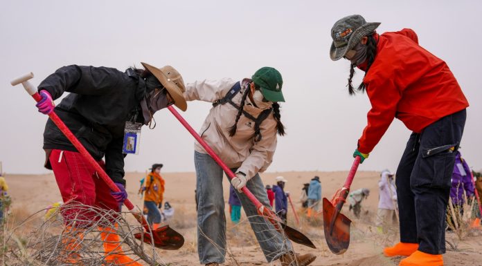 Cina: volontari piantano alberi per contrastare la desertificazione (2)