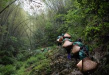 Cina: agricoltori portano l’aroma del tè dalle remote montagne alle città (2)