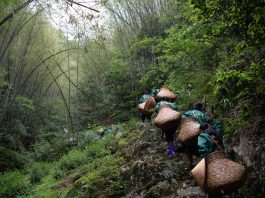 Cina: agricoltori portano l’aroma del tè dalle remote montagne alle città (2)