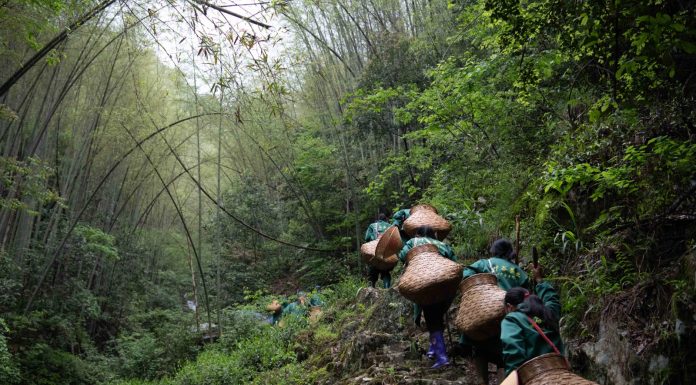Cina: agricoltori portano l’aroma del tè dalle remote montagne alle città (2)