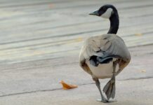 Banca del Fucino al fianco del Bioparco di Roma per il “City Future Challenge”