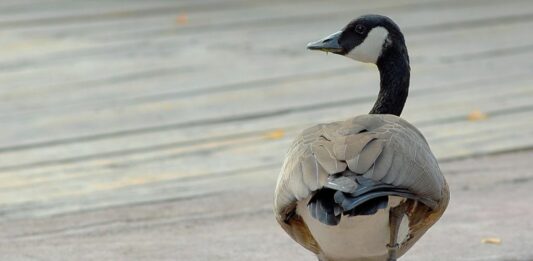 Banca del Fucino al fianco del Bioparco di Roma per il “City Future Challenge”