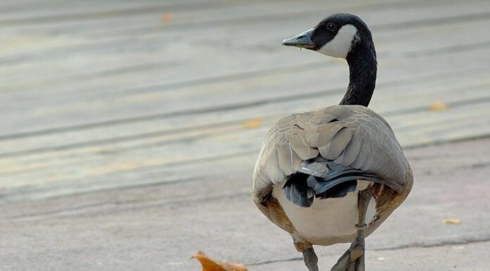 Banca del Fucino al fianco del Bioparco di Roma per il “City Future Challenge”