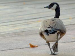 Banca del Fucino al fianco del Bioparco di Roma per il “City Future Challenge”