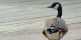 Banca del Fucino al fianco del Bioparco di Roma per il “City Future Challenge”