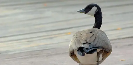 Banca del Fucino al fianco del Bioparco di Roma per il “City Future Challenge”
