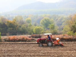 Cina, produzione di cereali in crescita anche nel 2026 secondo le previsioni