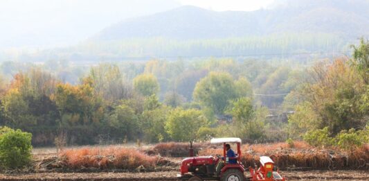 Cina, produzione di cereali in crescita anche nel 2026 secondo le previsioni