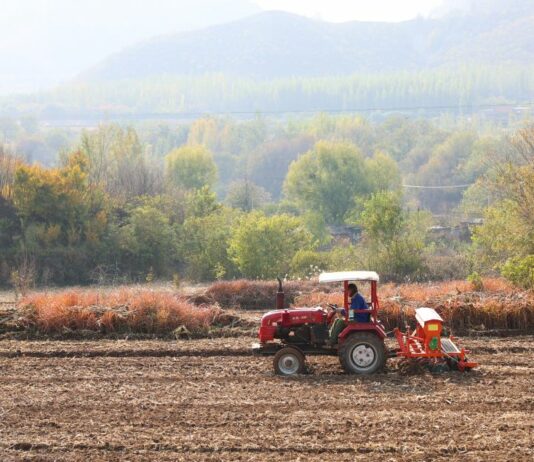 Cina, produzione di cereali in crescita anche nel 2026 secondo le previsioni