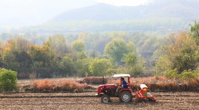 Cina, produzione di cereali in crescita anche nel 2026 secondo le previsioni