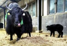 In Cina la prima clonazione di gruppo di 10 yak