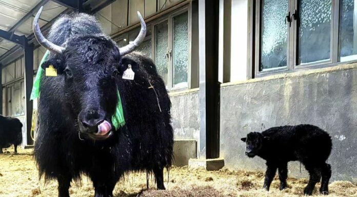 In Cina la prima clonazione di gruppo di 10 yak