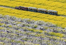 Cina: turisti in visita a Zhoujiazhuang per la fioritura dei peri (3)