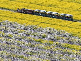 Cina: turisti in visita a Zhoujiazhuang per la fioritura dei peri (3)