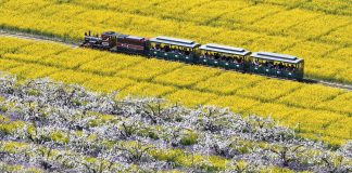 Cina: turisti in visita a Zhoujiazhuang per la fioritura dei peri (3)