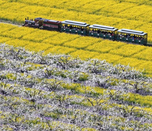 Cina: turisti in visita a Zhoujiazhuang per la fioritura dei peri (3)