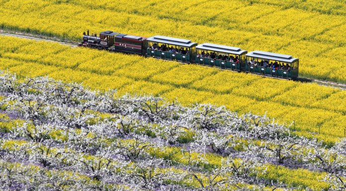 Cina: turisti in visita a Zhoujiazhuang per la fioritura dei peri (3)