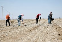 Cina: le gemme verdi del Gobi, le angurie di Xisha coltivate a Zhongwei (1)