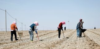 Cina: le gemme verdi del Gobi, le angurie di Xisha coltivate a Zhongwei (1)