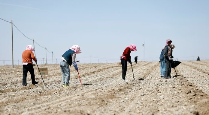 Cina: le gemme verdi del Gobi, le angurie di Xisha coltivate a Zhongwei (1)