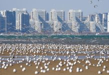 Cina: gabbiani in volo sulla spiaggia a Qinhuangdao (2)