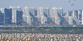 Cina: gabbiani in volo sulla spiaggia a Qinhuangdao (2)