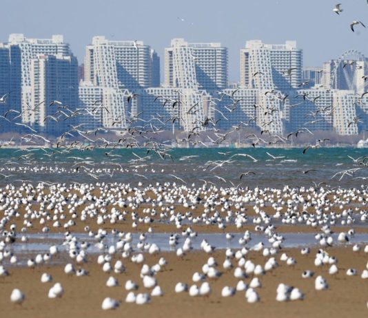 Cina: gabbiani in volo sulla spiaggia a Qinhuangdao (2)