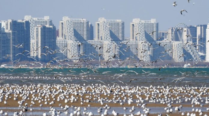 Cina: gabbiani in volo sulla spiaggia a Qinhuangdao (2)