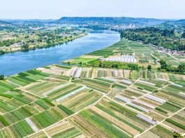 Cina: Hechuan, intensa attività agricola per l’aratura primaverile (3)