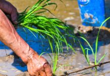 Cina: Hechuan, intensa attività agricola per l’aratura primaverile (1)