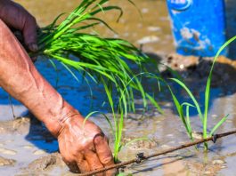 Cina: Hechuan, intensa attività agricola per l’aratura primaverile (1)