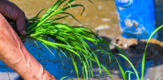 Cina: Hechuan, intensa attività agricola per l’aratura primaverile (1)