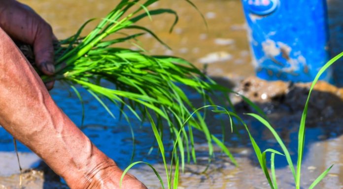 Cina: Hechuan, intensa attività agricola per l’aratura primaverile (1)