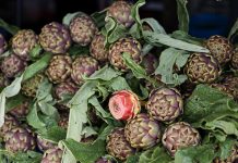 Italia: a Ladispoli al via la sagra del carciofo (3)