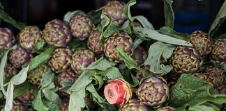 Italia: a Ladispoli al via la sagra del carciofo (3)